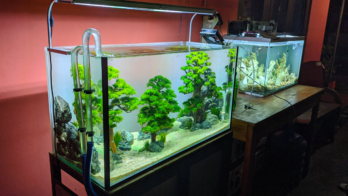 New freshwater fish and aquarium arrivals at Glass & Gill