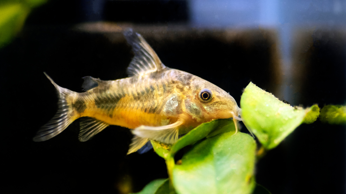 Corydoras care and freshwater aquarium setup