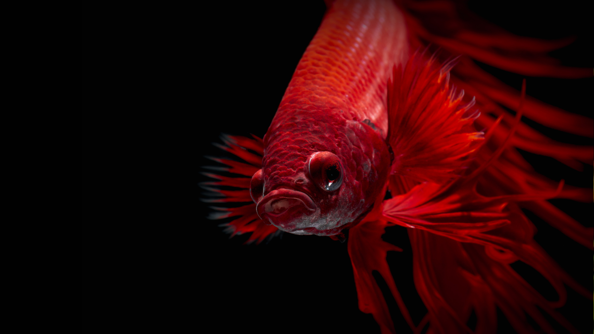 Betta fish care and aquarium setup