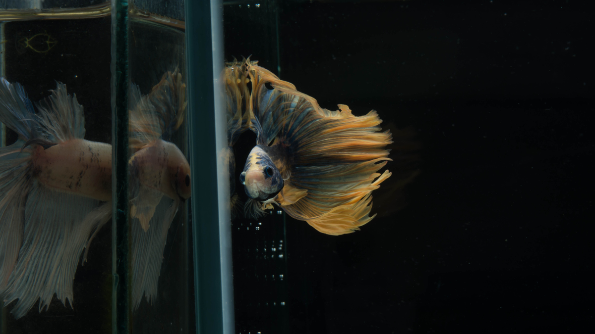 Betta fish and Betta aquarium essentials
