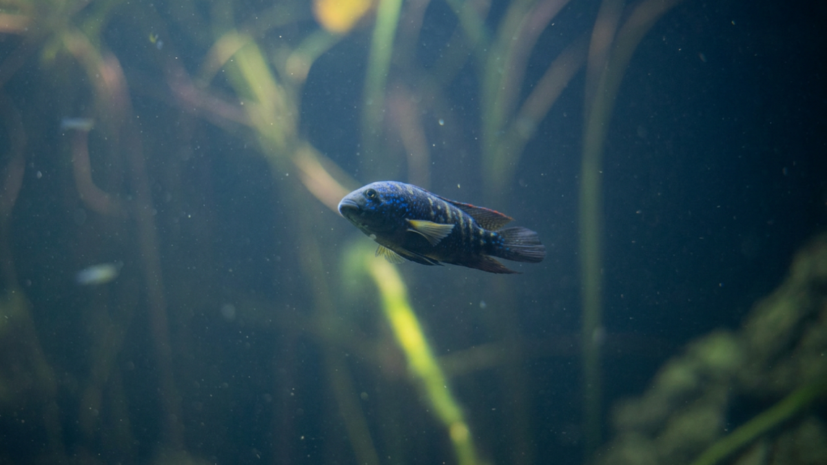 African freshwater biotope aquarium with cichlids and natural hardscape