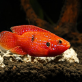 Red Short Body Jewel Cichlid