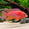 Strawberry Peacock Cichlid