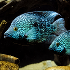 Texas Cichlid