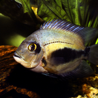 Uaru Cichlid