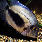 Uaru Cichlid - alternate view 2