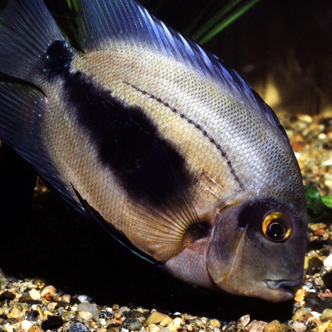 Uaru Cichlid - alternate view 2
