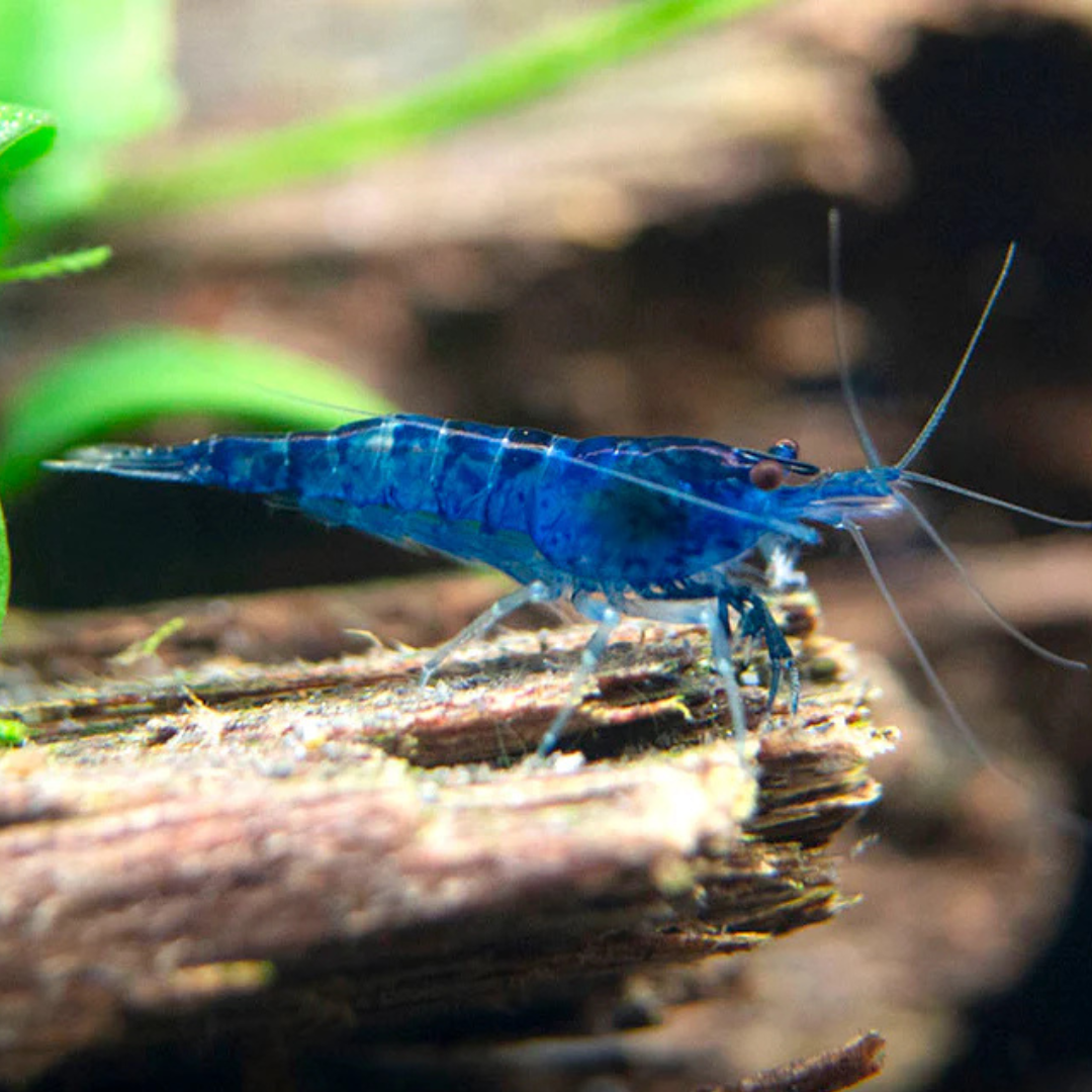 Blue Shrimp