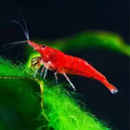 Red Shrimp