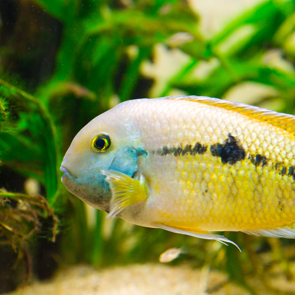 Malawi Cichlids