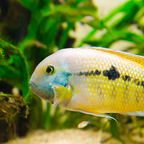 Malawi Cichlids