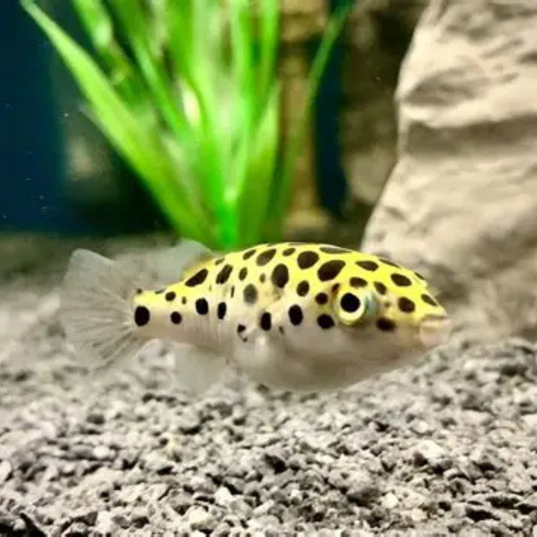 PUFFER FISH