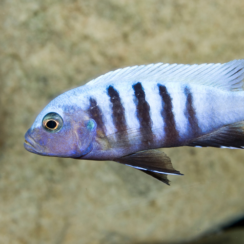 Malawi Cichlids