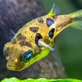 Puffer Fish - alternate view 3