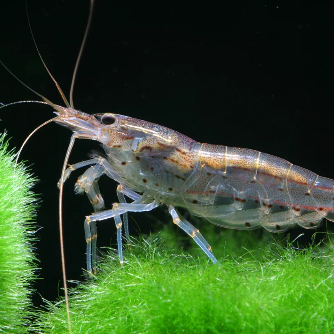 Amano shrimp in a planted freshwater aquarium
