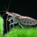 Amano Shrimp