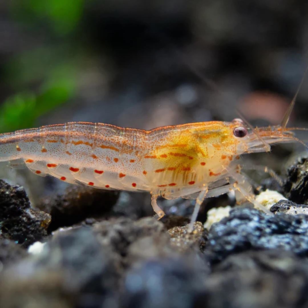 Amano Shrimp