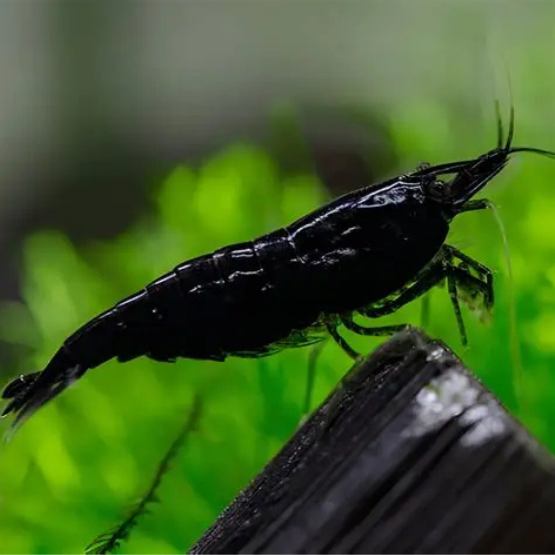 Black Shrimp