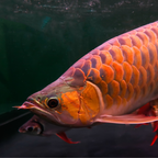 Arowana