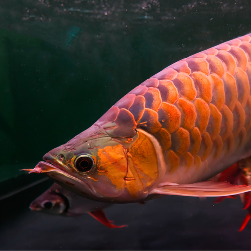 Arowana