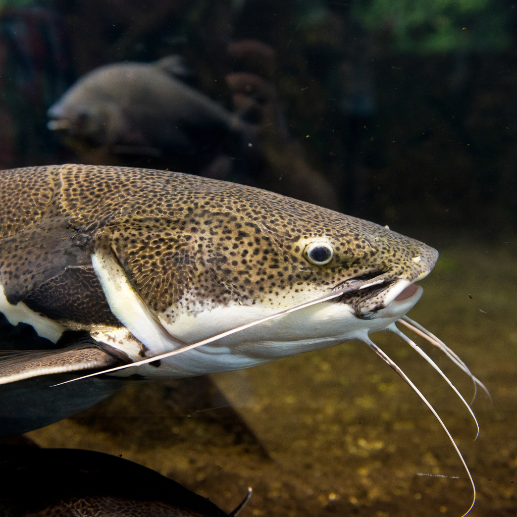Red Tail Catfish