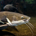 Red Tail Catfish