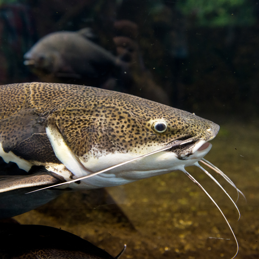 Red Tail Catfish