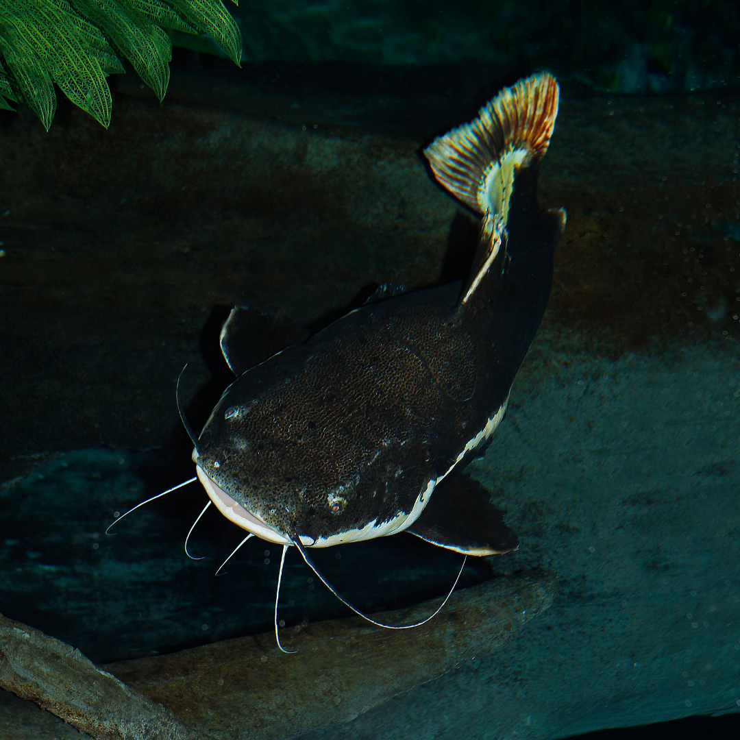 Red Tail Catfish (Phractocephalus hemioliopterus)