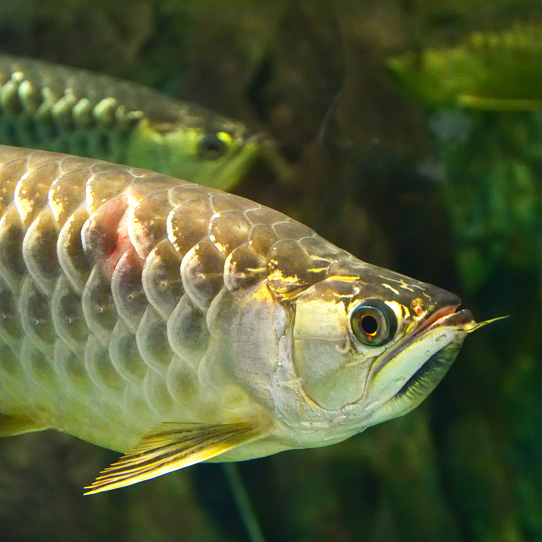 Arowana freshwater fish