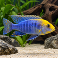 Sulfurhead Peacock Cichlid