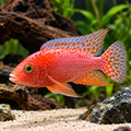 Pink Peacock Cichlid
