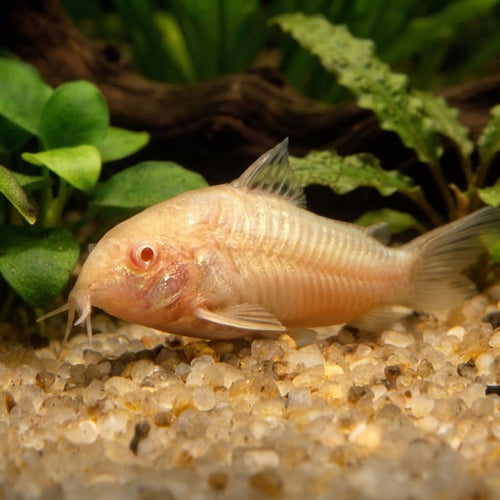Albino Corydora — natural planted aquarium illustration
