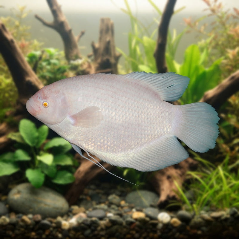 Albino Giant Gourami natural aquarium image