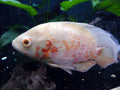 Albino Red Oscar