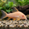 Albino Sterbai Corydoras — natural planted aquarium illustration