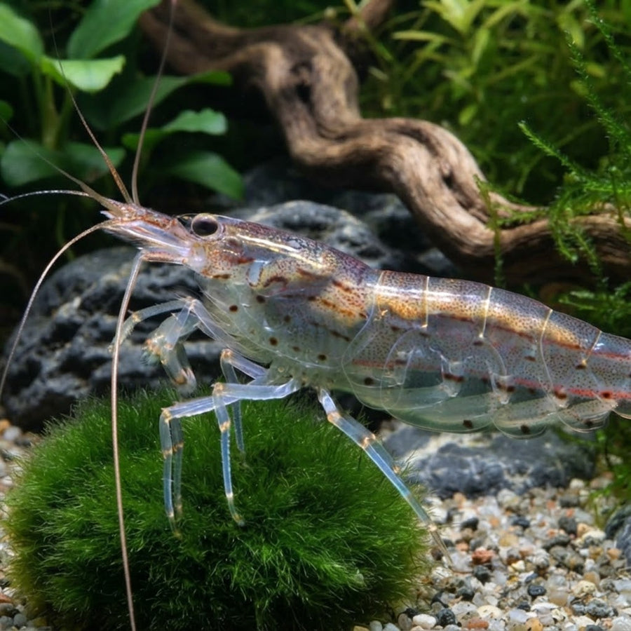 Amano shrimp