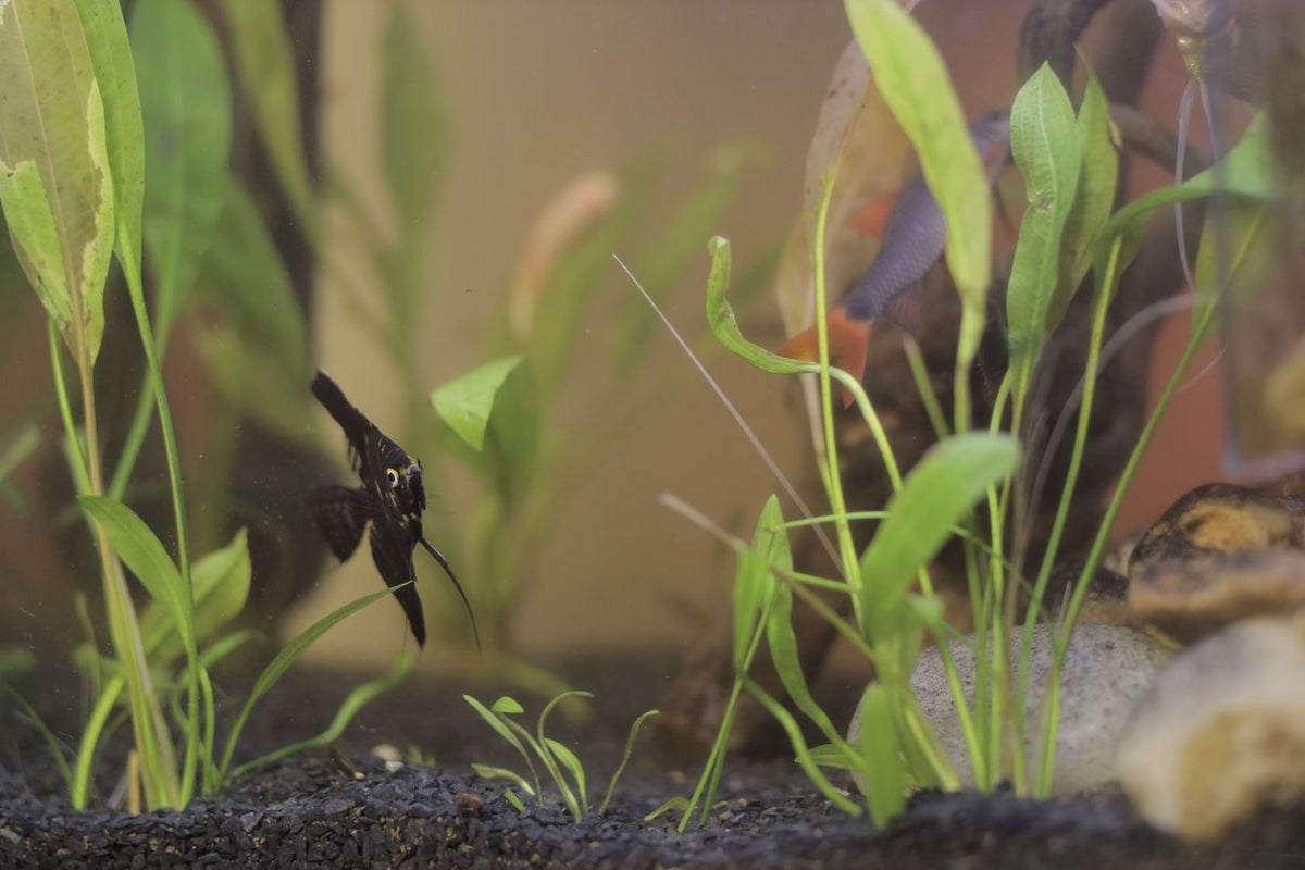Freshwater Angelfish