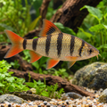 Arulius Barb — illustrative fish in a natural planted aquarium