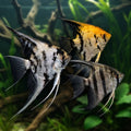 Assorted Angelfish in natural aquarium, illustrative image