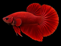 Plain red male Halfmoon Betta with broad tail; assorted standard colours vary
