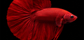 Plain red male short-fin Plakat Betta; assorted standard colours vary