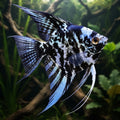 Black Marble Angelfish in natural aquarium, illustrative image