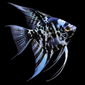 AI-generated representative image of Black Marble Angelfish, Pterophyllum scalare; actual supplier fish may vary