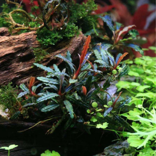 Buchephalandra SP Velvet Three Colour