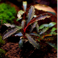 Buchephalandra SP Velvet Three Colour