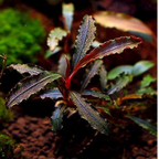 Buchephalandra SP Velvet Three Colour