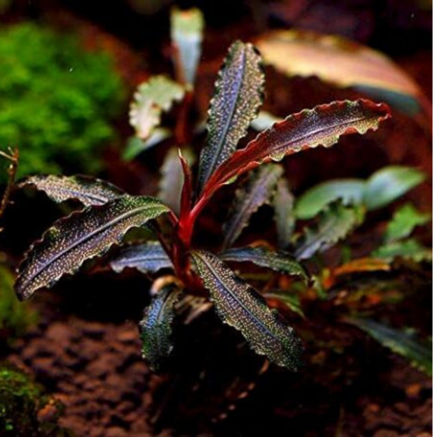 Bucephalandra sp. Velvet Three Colour aquarium plant