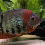 Redneck Severum - alternate view 2
