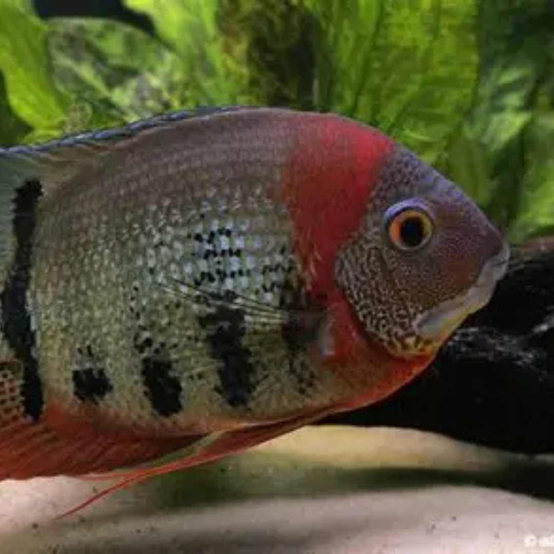 Redneck Severum - alternate view 2