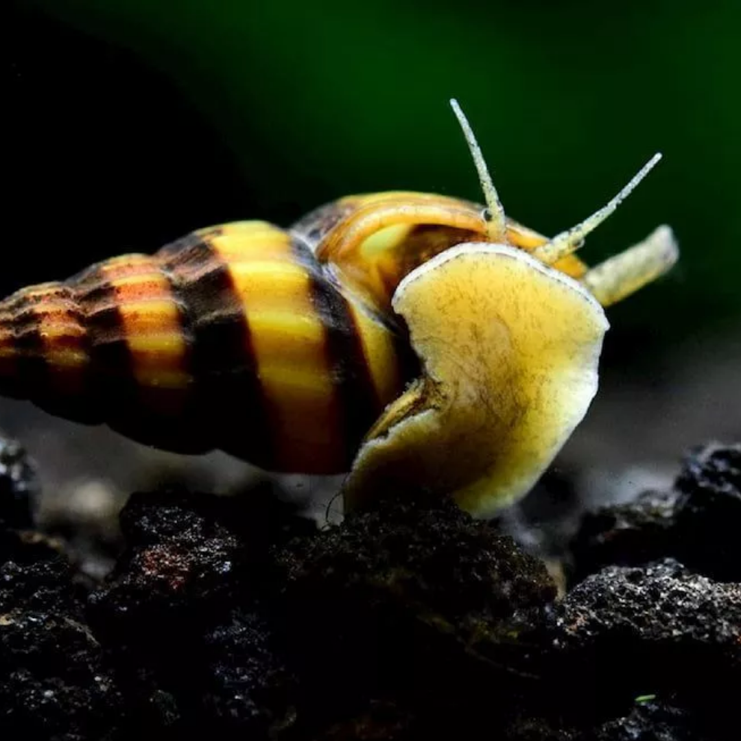 Assassin Snail